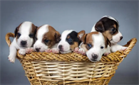 犬弓形虫是怎么回事？犬弓形虫对孕妇的影响