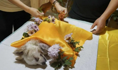 狗狗火化去哪里