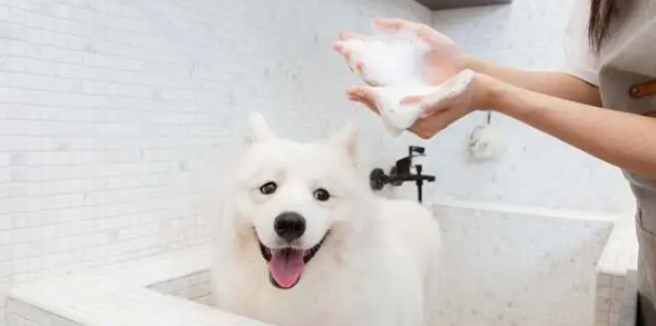 给宠物洗澡用什么洗 给宠物洗澡用什么洗