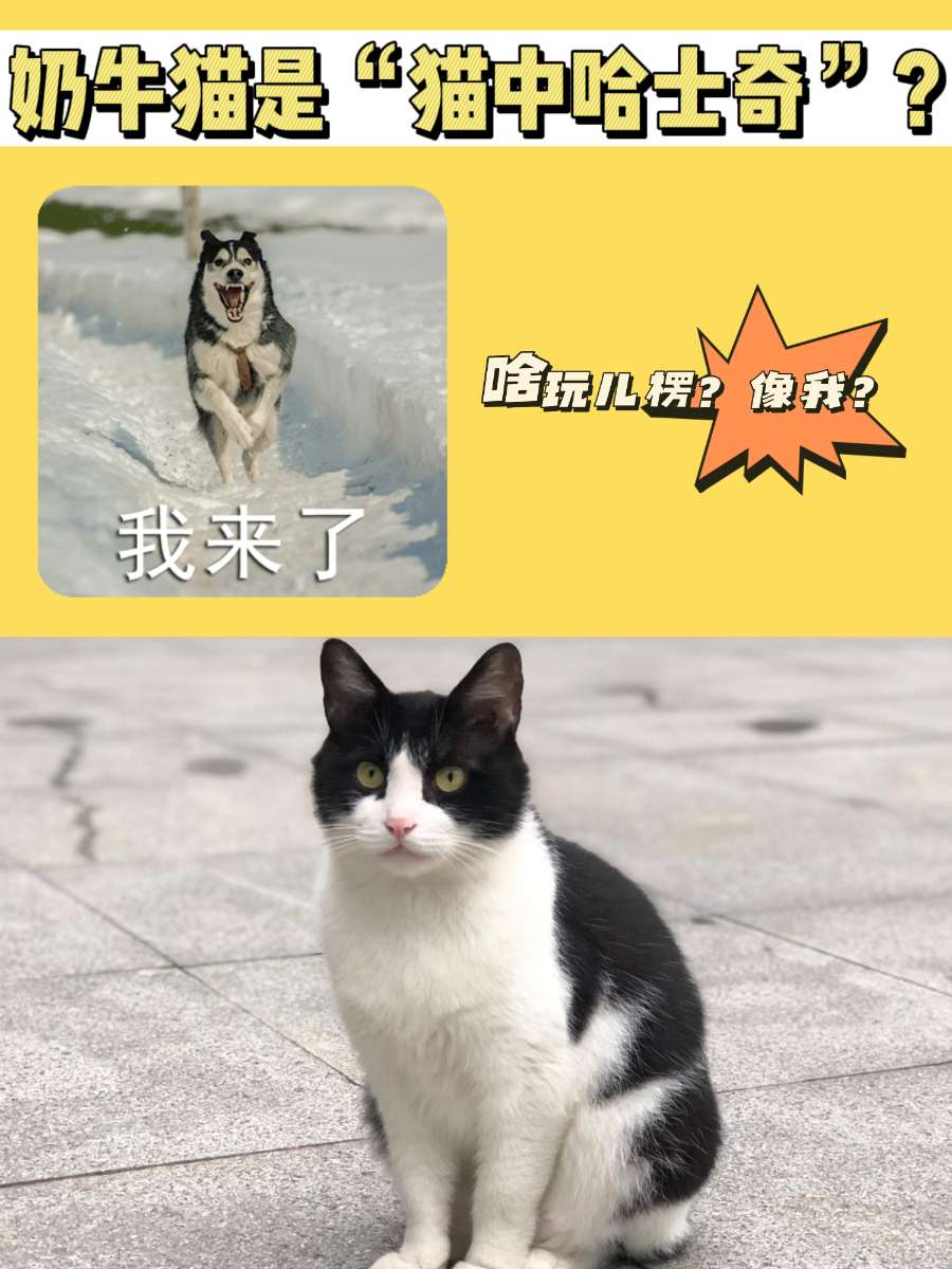 奶牛猫大军集合！它真的是“猫中哈士奇”吗