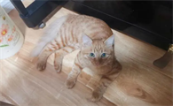 猫咪患口炎可能会致命，不容忽视！