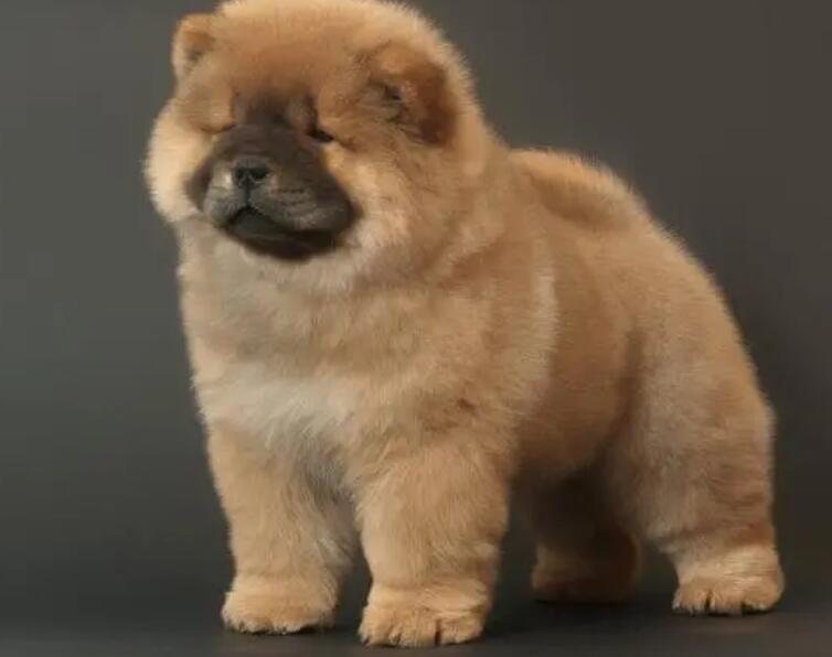 松狮犬是个宝，有这6个益处，遗憾一些人都不清楚