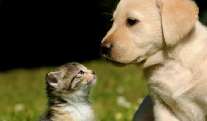猫和狗喝一碗水会生病吗 猫和狗喝一碗水会生病吗