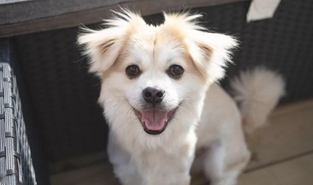 在狗狗心里，如何才算是最好的生活？