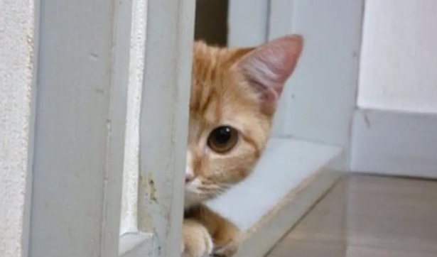 猫咪怎么训练才有效？猫咪训练方法！