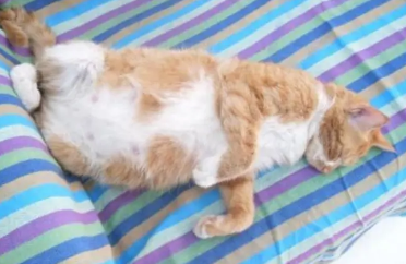 猫咪怀孕多久才能看出来？