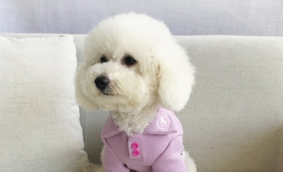 泰迪犬经常眼泪汪汪，可能是眼部有病症！