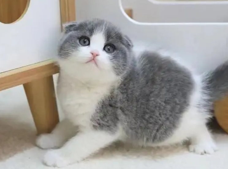 猫舍的猫多少钱