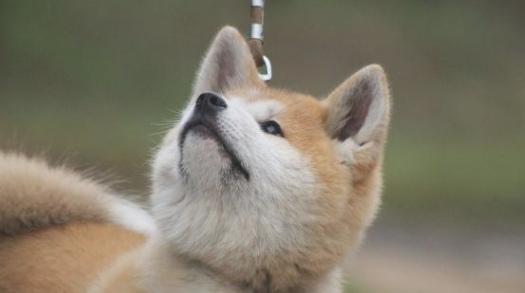 秋田犬洗澡有注重，搞好下边几个方面使你的狗狗身心健康又整洁
