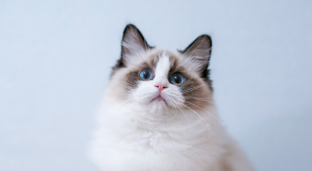 布偶猫买公猫还是母猫好 布偶猫买公猫还是母猫好