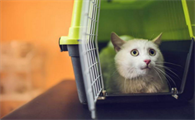 胆小的猫咪可以托运吗?