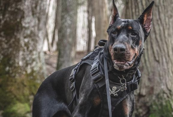 出色的7种“护卫犬”，家中养一只，不害怕窃贼会进家！