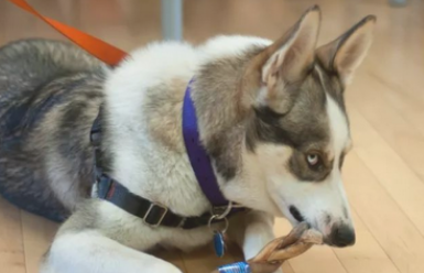 宠物医生说:狗的资源保护 Academy Vet Talk:Resource Guarding in Dogs 宠物医生说:狗的资源保护 Academy Vet Talk:Resource Guarding in Dogs