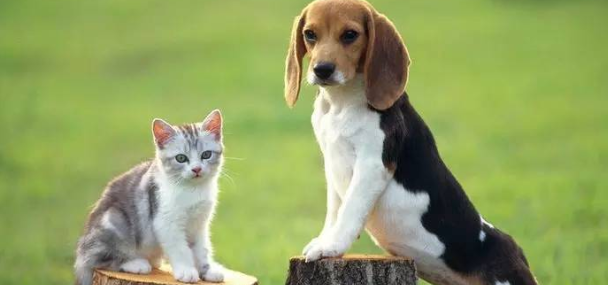 家里适合养什么动物 除猫狗之外-宠物网
