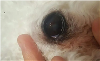 狗狗眼球表面破了个洞