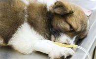 犬细小的最佳治疗方法是什么呢