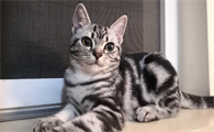 美短猫能活几年