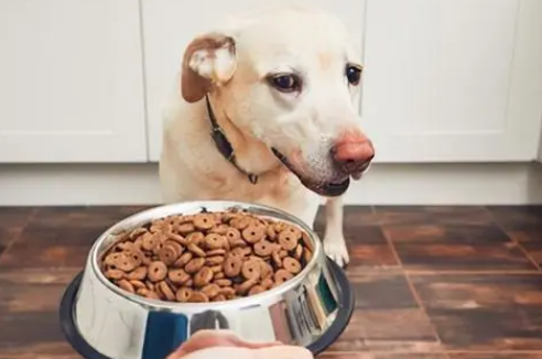 小狗对犬粮过敏是怎么回事？具体什么症状？