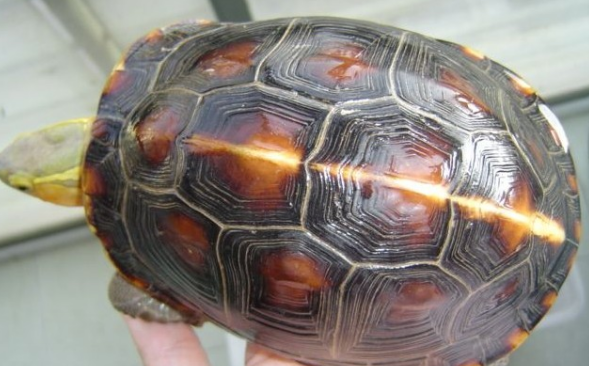黄缘闭壳龟怕冷吗?黄缘闭壳龟冬眠怎么养? 黄缘闭壳龟怕冷吗?黄缘闭壳龟冬眠怎么养?