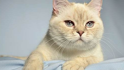 用生骨肉喂养猫咪有哪些优缺点？不妨来看看吧