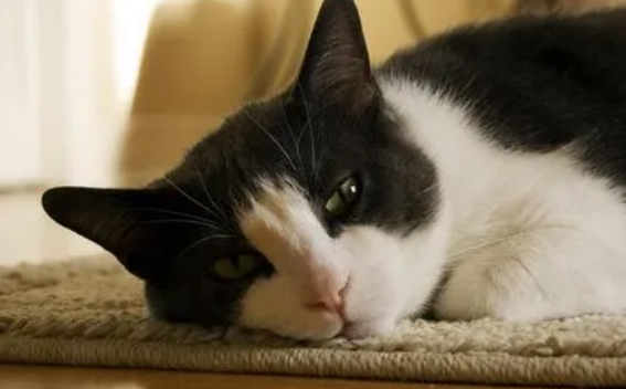 猫咪尿不出会不会有生命危险? 猫咪尿不出会不会有生命危险?