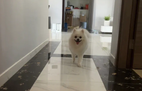 有八种原因 会导致博美犬拉肚子 有八种原因 会导致博美犬拉肚子