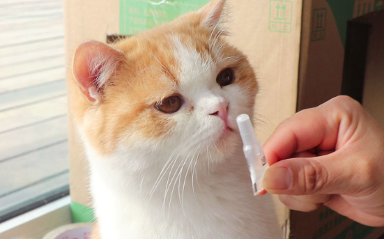 流浪猫领养需要注意哪些问题?抱养流浪猫需要注意什么 流浪猫领养需要注意哪些问题?抱养流浪猫需要注意什么