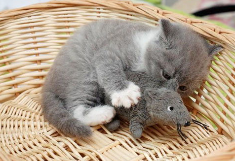 怎么训练猫用猫砂? 怎么训练猫用猫砂?