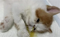 猫瘟感染多久才会发病啊