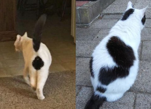 如何训练你的猫咪与众不同？猫咪训练！