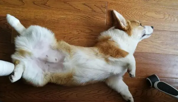 狗狗为什么会露腹部呢