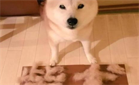 秃顶柴犬还能要吗？柴犬掉毛部分秃了