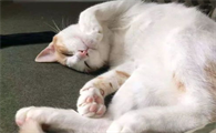警惕猫咪上呼吸道感染,提前预防是关键!