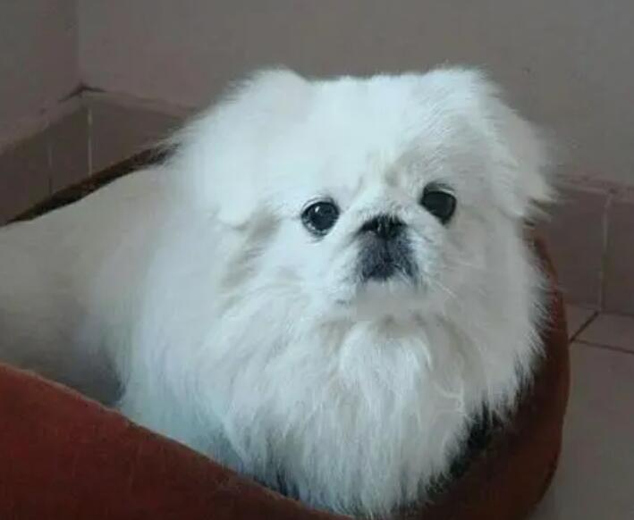 纯种京巴犬图片大全欣赏