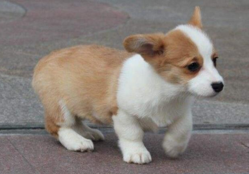 狗狗脑炎的症状有什么?