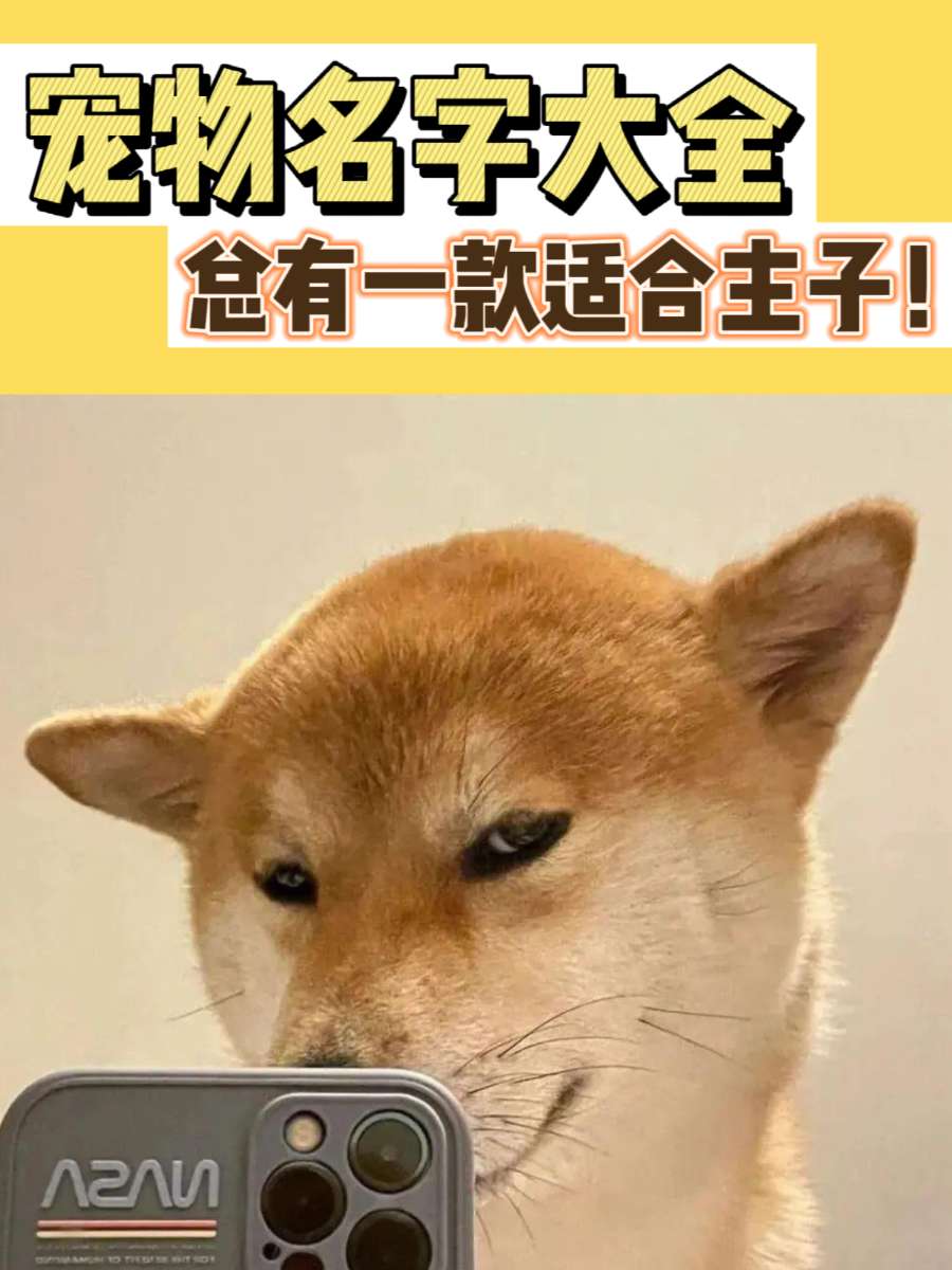 宠物名字大全!总有一款适合你家主子! 宠物名字大全!总有一款适合你家主子!