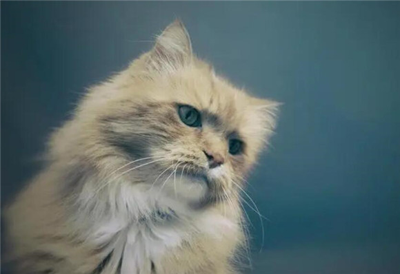 小猫咪怎么洗澡次数多 小猫咪怎么洗澡次数多
