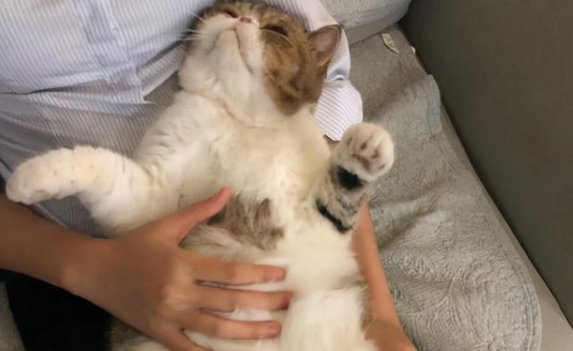 猫咪为什么会趴在人肚子上