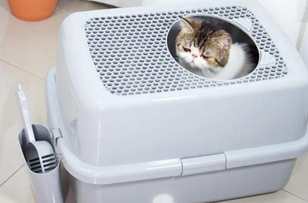 如何训练猫咪在猫砂里大小便?养猫必看! 如何训练猫咪在猫砂里大小便?养猫必看!