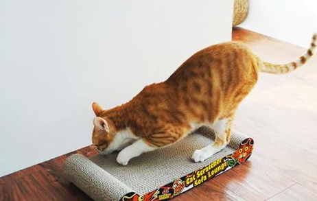 四步让猫咪不再乱抓家具！