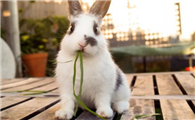 兔子性格特点有哪些？