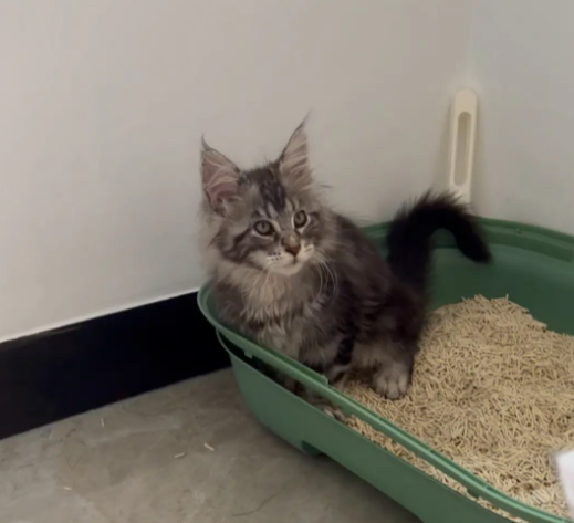 国外出名的缅因猫舍