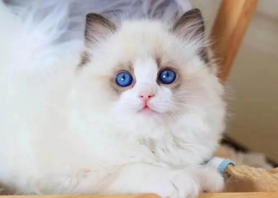 布偶猫耳朵里的毛发是可以修剪的吗?布偶猫的毛发养护!