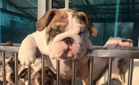 犬舍狗狗的价格