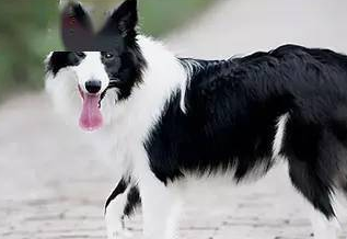 购买边境牧羊犬前须知的基本特征是什么？来看看吧