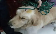 为什么狗狗头上有疤印