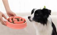 如何喂幼犬吃狗粮