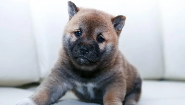 犬尿结石的诊断要点是什么？来看一下