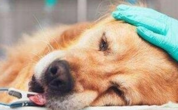 狗反复发烧是为什么