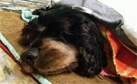 狗狗死后主人不能哭